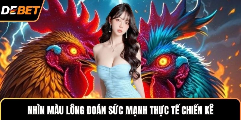 Nhìn màu lông đoán sức mạnh thực tế chiến kê